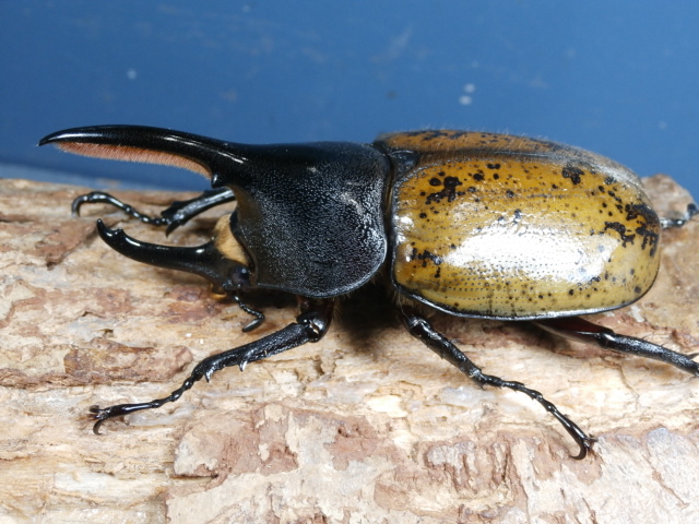 ヘラクレス・パスコアリ 95ミリ♂♀ペア　No.1647