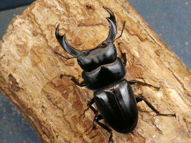 シェンクリンオオクワ（レッドアイ）76ミリ♂♀ペア No.1649