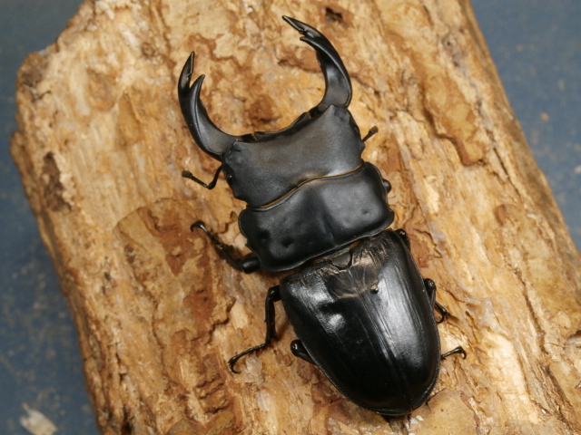 オオクワガタ（川西）79ミリ♂♀ペア No.1651