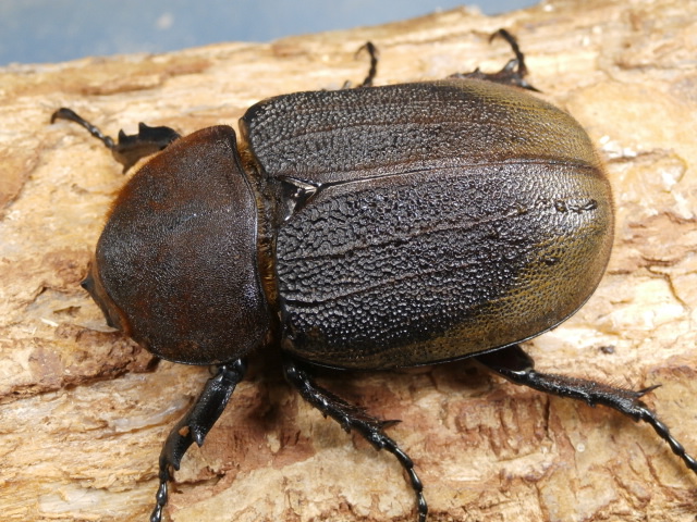 ヘラクレス（ヘラヘラ）産卵済♀単品　No.1652