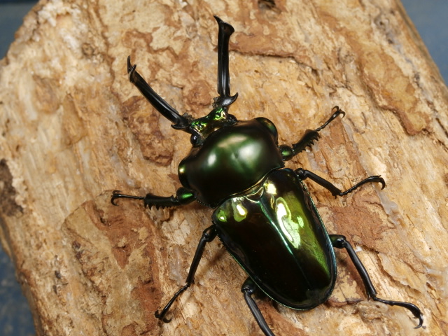 ニジイロクワガタ56ミリ♂♀ペア No.1654