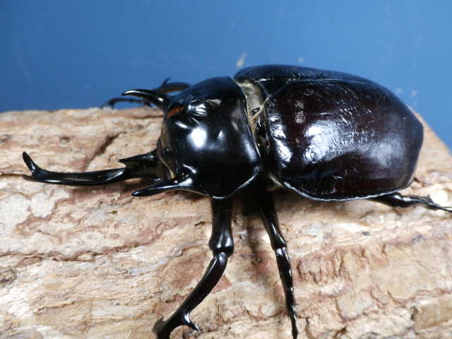 マルスゾウカブト3令幼虫♂♀ペア　 No.1655