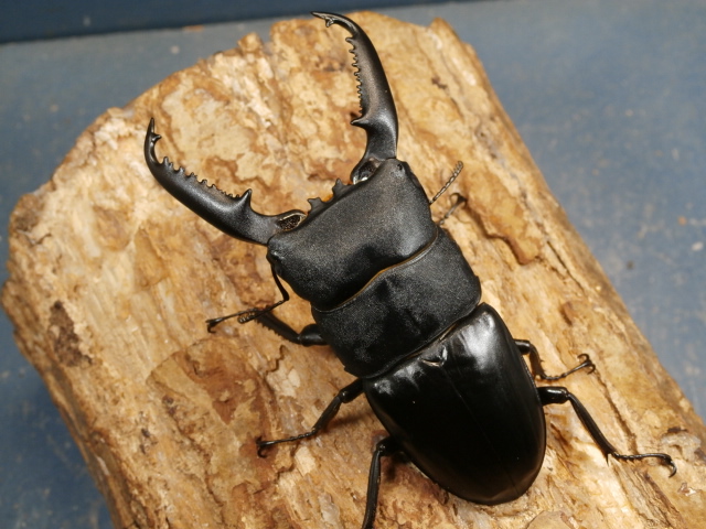 パラワンヒラタ92ミリ♂♀ペア No.1658