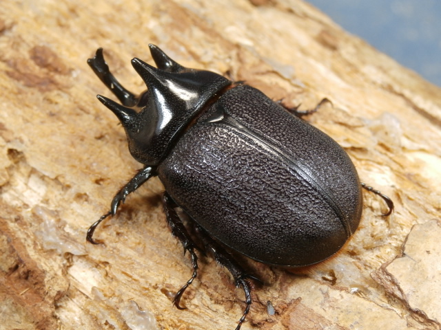 ペヘルケヘラヅノカブト40ミリ♂♀ペア　No.1661