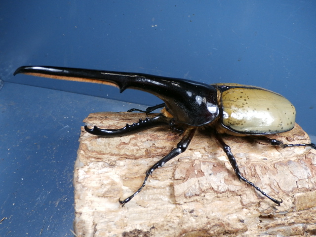 ヘラクレス（ヘラヘラ）163ミリ♂♀ペア　No.1662