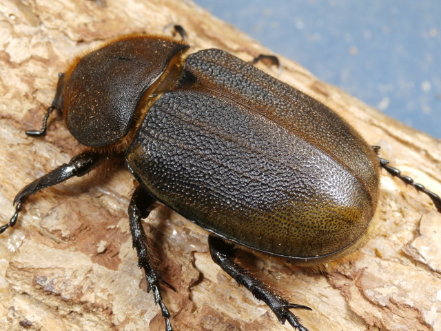 ヘラクレス（ヘラヘラ）67ミリ♀単品　No.1664