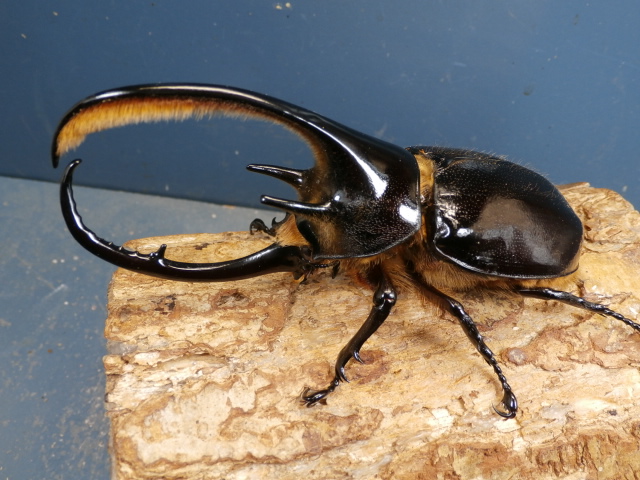 ネプチューンオオカブト120ミリ♂♀ペア　No.1665