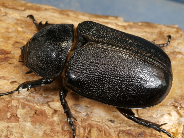 ネプチューンオオカブト69ミリ♀単品　No.1666