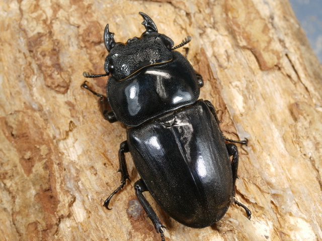 スマトラヒラタ（アチェ）50ミリ♀単品 No.1668