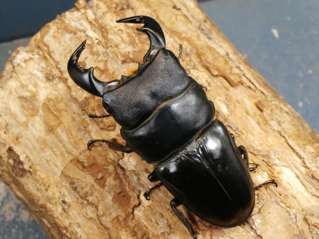 ダイオウヒラタ82ミリ♂単品 No.1669