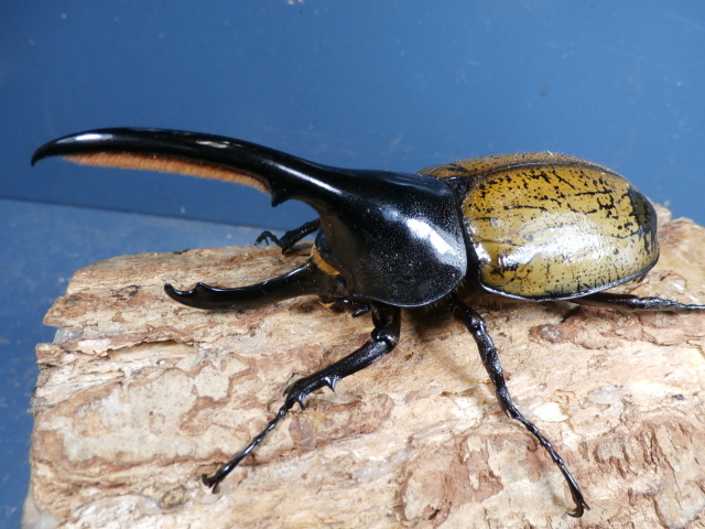 ヘラクレス・パスコアリ 112ミリ♂♀ペア　No.1671