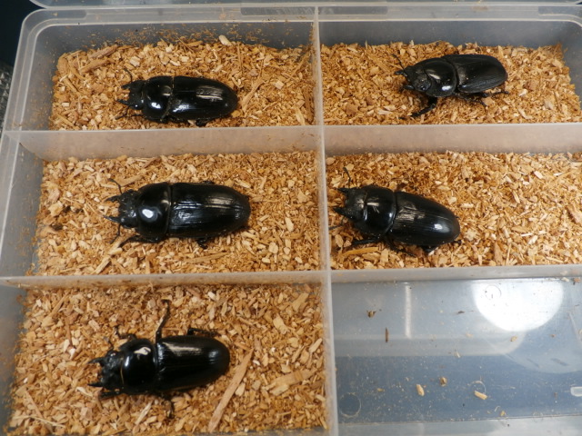 オオクワガタ産卵済み♀5頭　No.1816