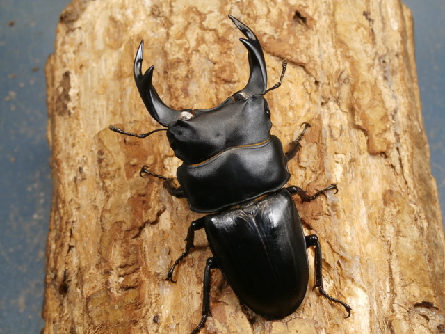 オオクワガタ（山梨）72ミリ♂♀ペア No.1901 昆虫専門店 虫屋ドットコム