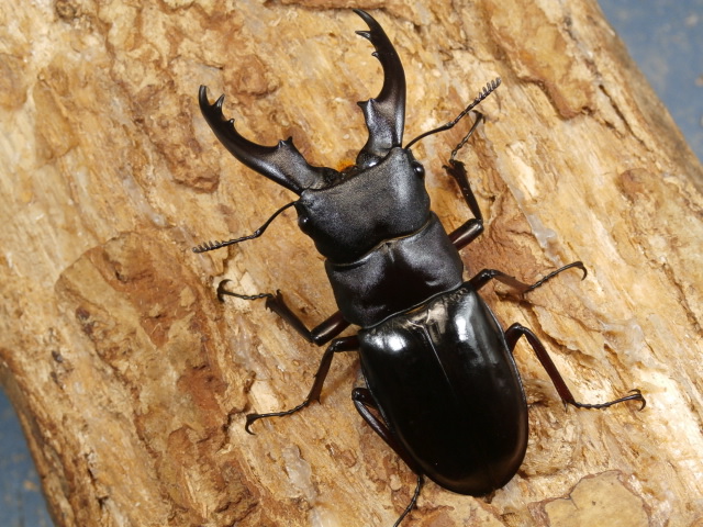 ボーリンフタマタ（バミノルム）65ミリ♂♀ペア　 No.1978