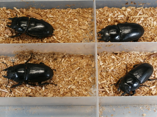 ホペイオオクワ産卵済み♀4頭　 No.2070
