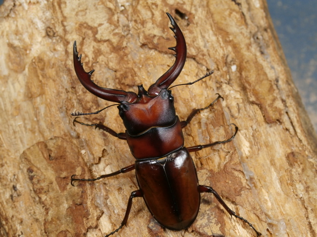 トカラノコギリ（悪石島）60ミリ♂♀ペア No.2151