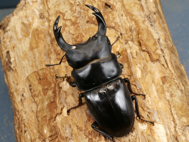 オオクワガタ（岡山）69ミリ♂♀ペア No.2457