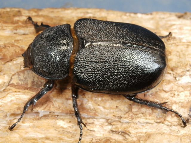 ネプチューンオオカブト産卵済♀単品　No.2534