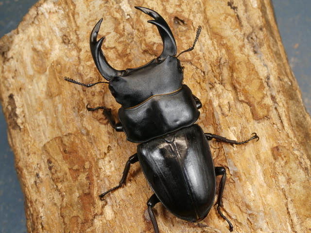 オオクワガタ（能勢）69ミリ♂♀ペア No.2624 昆虫専門店 虫屋ドットコム