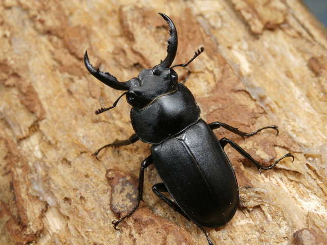 アマミシカクワガタ 35ミリ♂♀ペア No.2674 昆虫専門店 虫屋ドットコム
