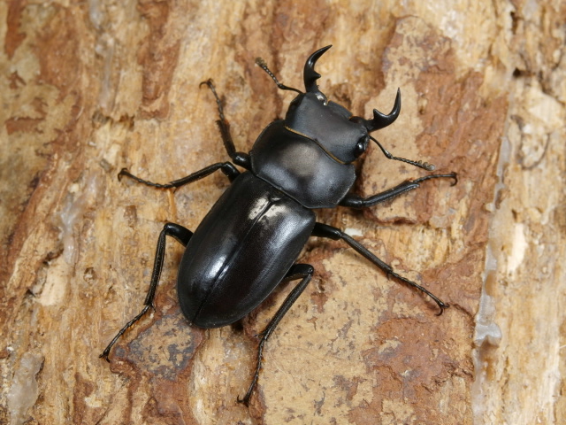 リュウキュウコクワ　初2令幼虫3頭  No.4059