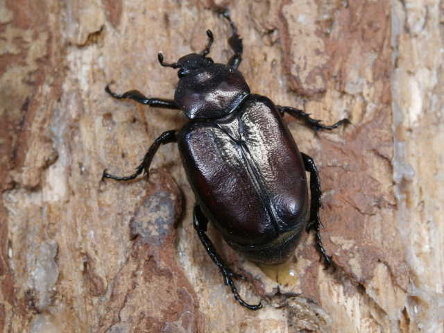 ホクベイオオチャイロハナムグリ 2令～3令幼虫5頭　No.4078