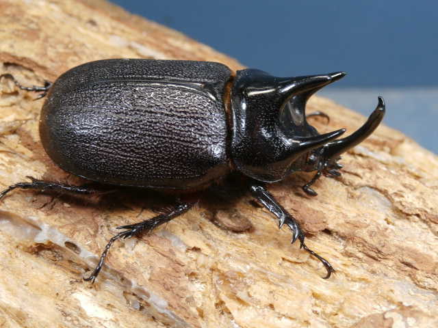 ペヘルケヘラヅノカブト　初2令幼虫3頭　No.4020