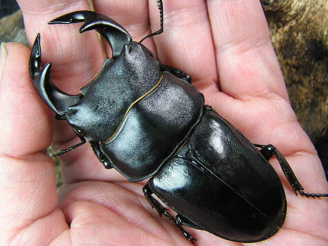 タイワンオオクワガタ（苗栗県）初2令幼虫3頭 No,4035 昆虫専門店 虫屋