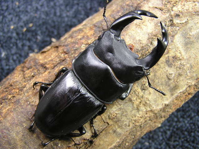 レッドアイオオクワ（阿古谷）RR、RB、BB幼虫3頭　No.5033