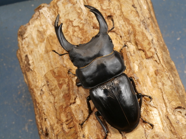 オオクワガタ（能勢産）初2令幼虫3頭 No.810 昆虫専門店 虫屋ドットコム