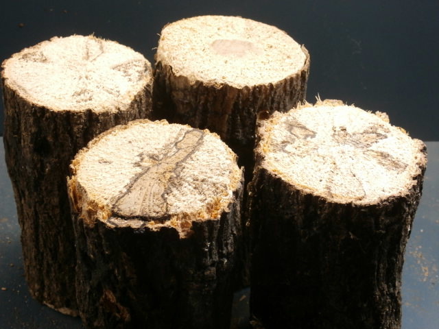 産卵飼育材 M　B材