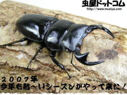 白眼！ホワイトアイ　マレーアンタエウス（ＷW）　初2令幼虫3頭 No.4058