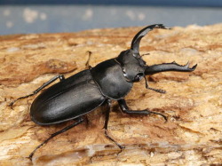 アマミシカクワガタ 初2令幼虫3頭　No.5065