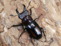 売約済み】ミクラミヤマ 2ペア