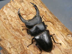 オオクワガタ（能勢産）75～77ミリ♂♀ペア No.9155