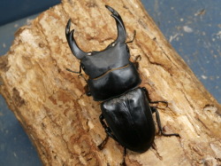 オオクワガタ（能勢産）78～79ミリ♂♀ペア No.9156