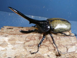 ヘラクレス（ヘラヘラ）117ミリ♂♀ペア No.9221 昆虫専門店 虫