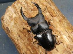 標本用　能勢産オオクワガタ 国産オオクワガタ ♂単品 能勢YG – HAWAIIAN BEETLE