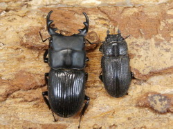 ネブトクワガタ24～26ミリ♂♀ペア No.9294 昆虫専門店 虫屋