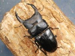 オオクワガタ（能勢産）80ミリ♂♀ペア No.9299 昆虫専門店 虫屋