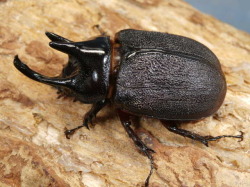 ペヘルケヘラヅノカブト49ミリ♂♀ペア No.9301 昆虫専門店 虫屋