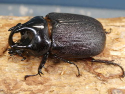 ペヘルケヘラヅノカブト47ミリ♂♀ペア No.9302 昆虫専門店 虫屋