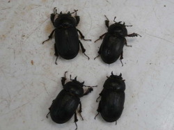 ロンボクコマルクワガタ成虫4頭 No.9314 昆虫専門店 虫屋ドットコム
