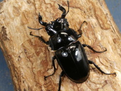 タランドゥス63ミリ♂♀ペア No.9322 昆虫専門店 虫屋ドットコム