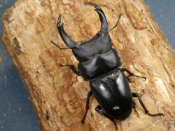 能勢産オオクワガタ♂86.4㎜ ♀55.8㎜ R6生 成虫ペア ⑫