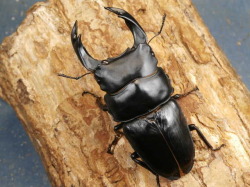 オオクワガタ81、50