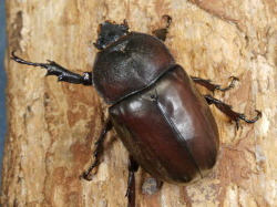 昆虫ブリードセット一式 国産カブトムシ♀2頭（ブリード品 未交尾個体） No.9380 昆虫