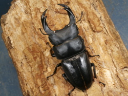 オオクワガタ（能勢）76ミリ♂♀ペア No.9521 昆虫専門店 虫屋