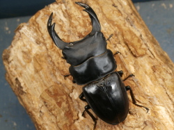 オオクワガタ（能勢）78ミリ♂♀ペア No.9634 昆虫専門店 虫屋ドットコム