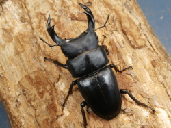 旧裏面、マ−ク無し。初版、プロモカ-ド、70枚以上 オオヤマ1枚だけでも最安値！ 国産オオクワガタ 産地累代数不明 成虫 65~69mm(1ペア) | チャーム